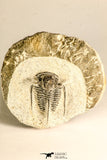30785 - Top Beautiful 1.25 Inch Cyphaspis (Otarion) cf. boutscharafinense Devonian Trilobite