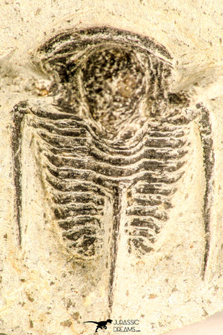 30785 - Top Beautiful 1.25 Inch Cyphaspis (Otarion) cf. boutscharafinense Devonian Trilobite