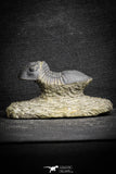 22061 - Nicely Prepared 1.77 Inch Paralejurus spatuliformis Devonian Trilobite