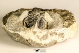 30785 - Top Beautiful 1.25 Inch Cyphaspis (Otarion) cf. boutscharafinense Devonian Trilobite