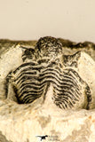 30785 - Top Beautiful 1.25 Inch Cyphaspis (Otarion) cf. boutscharafinense Devonian Trilobite