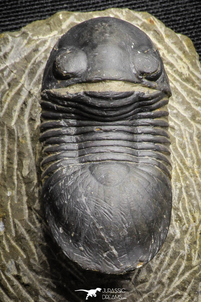 22061 - Nicely Prepared 1.77 Inch Paralejurus spatuliformis Devonian Trilobite