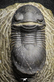 22061 - Nicely Prepared 1.77 Inch Paralejurus spatuliformis Devonian Trilobite