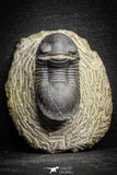22061 - Nicely Prepared 1.77 Inch Paralejurus spatuliformis Devonian Trilobite
