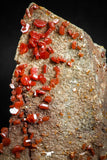 05086 - Beautiful Red Vanadinite Crystals Cluster from Mibladen Mining District, Midelt Province, Morocco