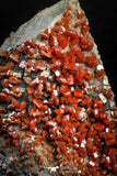 05087 - Beautiful Red Vanadinite Crystals Cluster from Mibladen Mining District, Midelt Province, Morocco