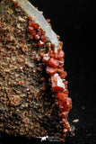 05087 - Beautiful Red Vanadinite Crystals Cluster from Mibladen Mining District, Midelt Province, Morocco