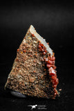 05087 - Beautiful Red Vanadinite Crystals Cluster from Mibladen Mining District, Midelt Province, Morocco