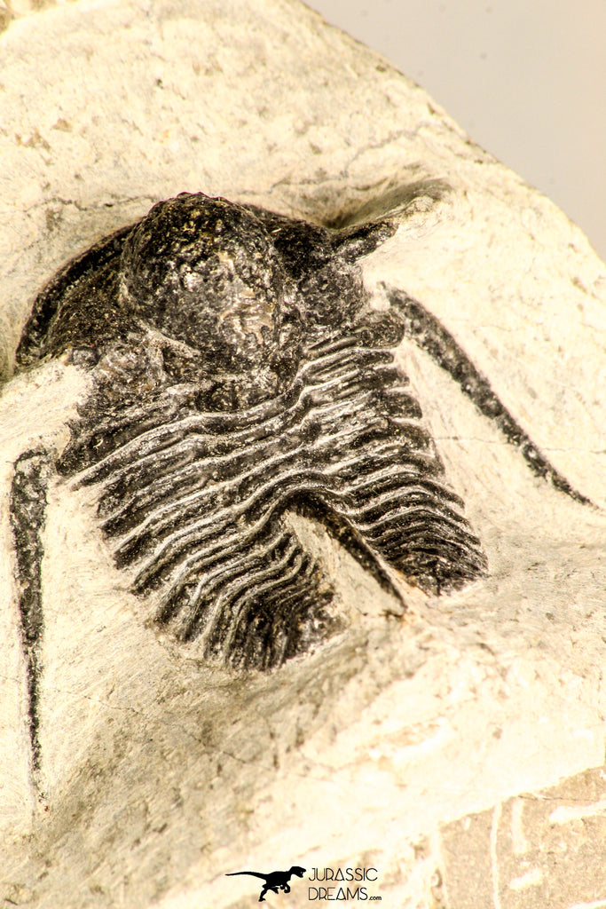 30786 - Beautiful 1.13 Inch Cyphaspis (Otarion) cf. boutscharafinense Devonian Trilobite