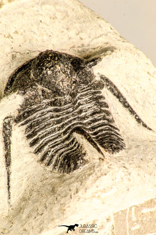 30786 - Beautiful 1.13 Inch Cyphaspis (Otarion) cf. boutscharafinense Devonian Trilobite