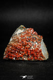 05087 - Beautiful Red Vanadinite Crystals Cluster from Mibladen Mining District, Midelt Province, Morocco