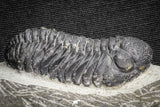22062 - Top Detailed 2.05 Inch Austerops sp Lower Devonian Trilobite