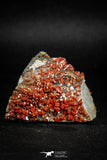 05087 - Beautiful Red Vanadinite Crystals Cluster from Mibladen Mining District, Midelt Province, Morocco
