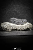 22062 - Top Detailed 2.05 Inch Austerops sp Lower Devonian Trilobite