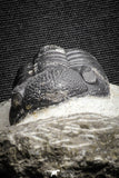 22062 - Top Detailed 2.05 Inch Austerops sp Lower Devonian Trilobite
