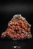 05089 - Beautiful Red Vanadinite Crystals Cluster from Mibladen Mining District, Midelt Province, Morocco