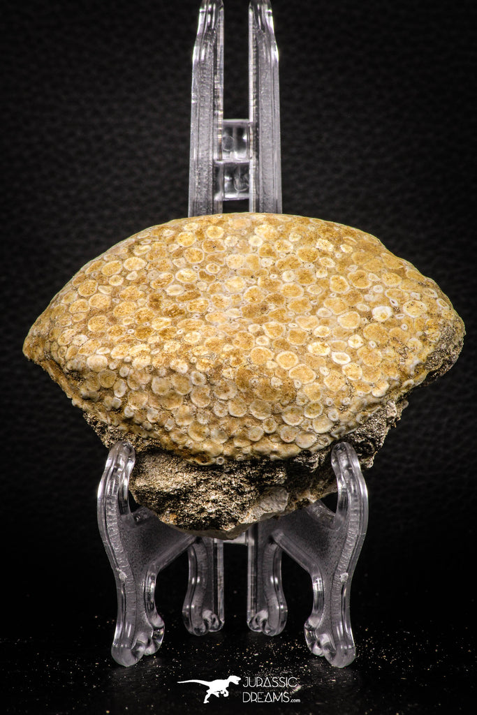 06822 - Top Rare 3.52 Inch Eodiaphyodus granulosus Throat Bony Plate Late Cretaceous