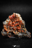 05089 - Beautiful Red Vanadinite Crystals Cluster from Mibladen Mining District, Midelt Province, Morocco