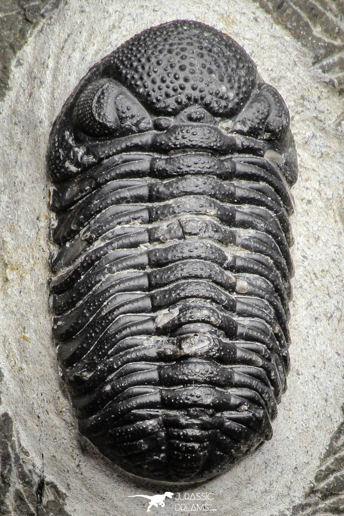 22062 - Top Detailed 2.05 Inch Austerops sp Lower Devonian Trilobite