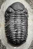22062 - Top Detailed 2.05 Inch Austerops sp Lower Devonian Trilobite