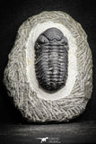 22062 - Top Detailed 2.05 Inch Austerops sp Lower Devonian Trilobite