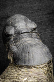 22063 - Nicely Prepared 2.82 Inch Paralejurus spatuliformis Devonian Trilobite