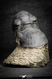 22063 - Nicely Prepared 2.82 Inch Paralejurus spatuliformis Devonian Trilobite