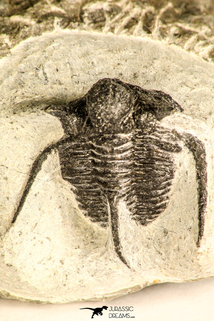 30788 - Well Preserved 1.28 Inch Cyphaspis (Otarion) cf. boutscharafinense Devonian Trilobite