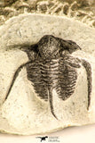 30788 - Well Preserved 1.28 Inch Cyphaspis (Otarion) cf. boutscharafinense Devonian Trilobite
