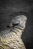 22063 - Nicely Prepared 2.82 Inch Paralejurus spatuliformis Devonian Trilobite