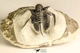 30788 - Well Preserved 1.28 Inch Cyphaspis (Otarion) cf. boutscharafinense Devonian Trilobite