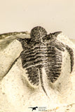 30788 - Well Preserved 1.28 Inch Cyphaspis (Otarion) cf. boutscharafinense Devonian Trilobite