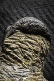 22063 - Nicely Prepared 2.82 Inch Paralejurus spatuliformis Devonian Trilobite
