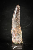 88410 - Top Beautiful Red Juvenile 1.98 Inch Spinosaurus Dinosaur Tooth Cretaceous