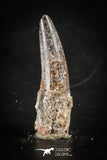 88410 - Top Beautiful Red Juvenile 1.98 Inch Spinosaurus Dinosaur Tooth Cretaceous