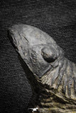 22063 - Nicely Prepared 2.82 Inch Paralejurus spatuliformis Devonian Trilobite