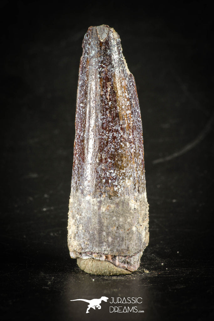 88411 - Top Beautiful Red Juvenile 1.80 Inch Spinosaurus Dinosaur Tooth Cretaceous