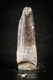88411 - Top Beautiful Red Juvenile 1.80 Inch Spinosaurus Dinosaur Tooth Cretaceous