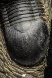 22063 - Nicely Prepared 2.82 Inch Paralejurus spatuliformis Devonian Trilobite