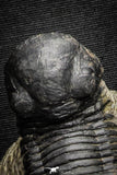 22063 - Nicely Prepared 2.82 Inch Paralejurus spatuliformis Devonian Trilobite