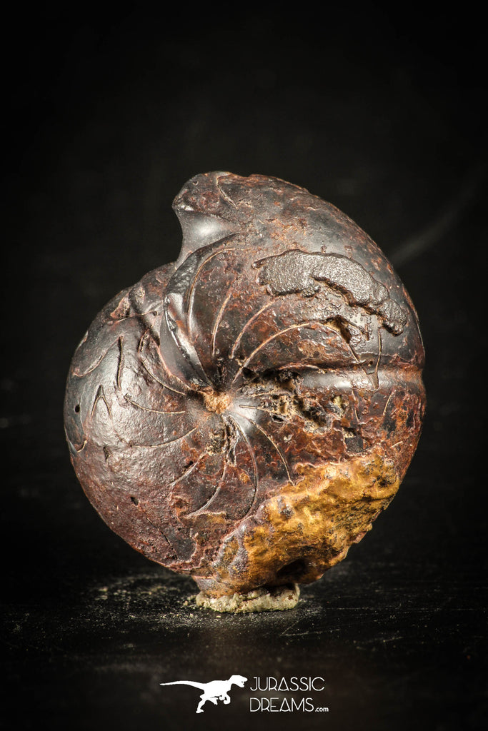 88413 - Superb Pyritized 1.09 Inch Goniatites Devonian Cephalopod