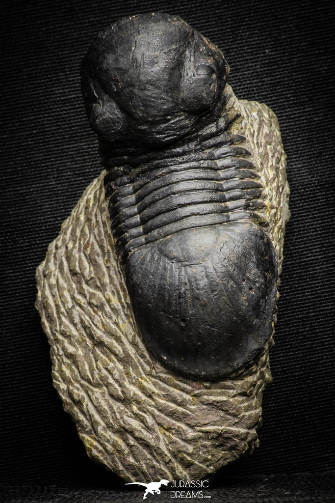 22063 - Nicely Prepared 2.82 Inch Paralejurus spatuliformis Devonian Trilobite