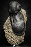 22063 - Nicely Prepared 2.82 Inch Paralejurus spatuliformis Devonian Trilobite