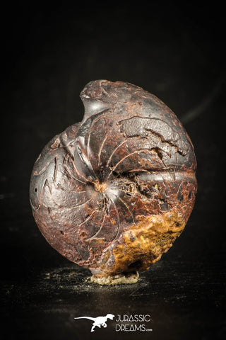 88413 - Superb Pyritized 1.09 Inch Goniatites Devonian Cephalopod