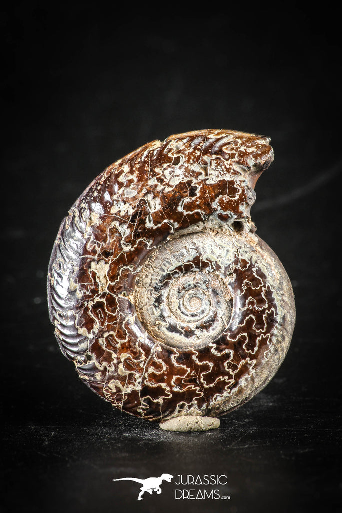 88414 - Superb Pyritized 1.14 Inch Unidentified Ammonite Lower Cretaceous