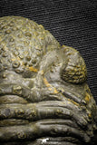22064 - Nice Rolled 2.24 Inch Drotops armatus Middle Devonian Trilobite