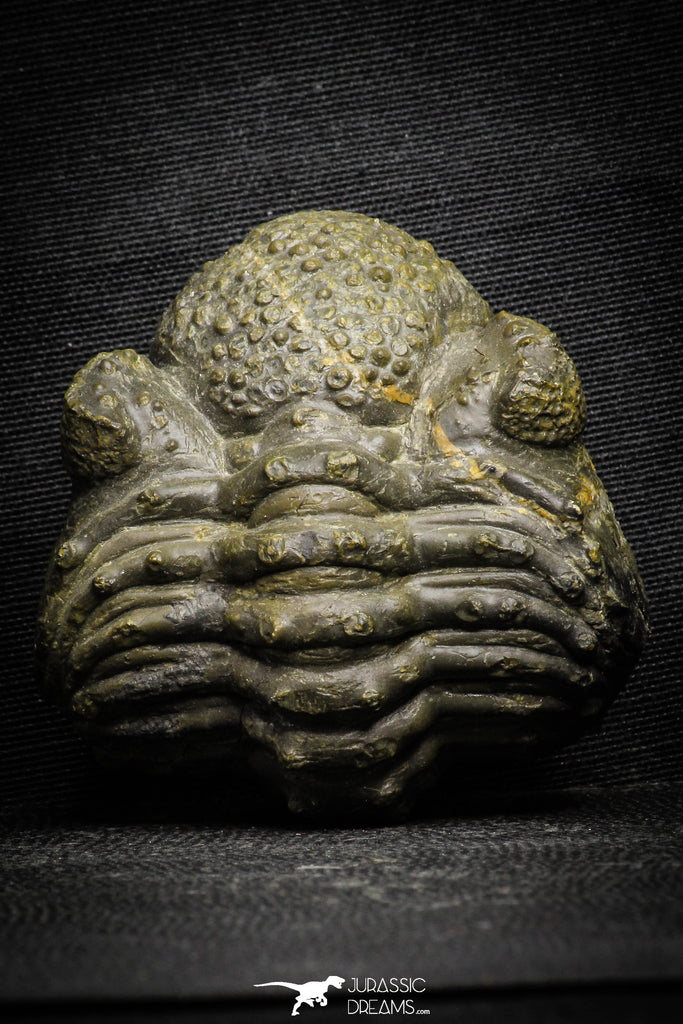 22064 - Nice Rolled 2.24 Inch Drotops armatus Middle Devonian Trilobite