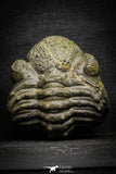 22064 - Nice Rolled 2.24 Inch Drotops armatus Middle Devonian Trilobite