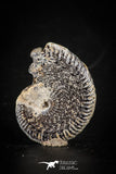 88415 - Superb Pyritized 1.24 Inch Unidentified Ammonite Lower Cretaceous