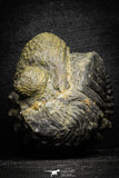 22064 - Nice Rolled 2.24 Inch Drotops armatus Middle Devonian Trilobite